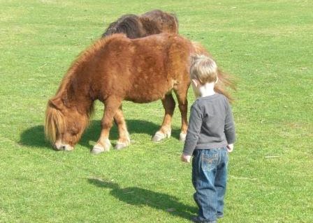 kinderboerderij