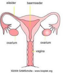 eierstoktransplantatie