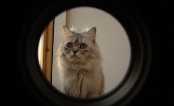 toegestane huisdieren