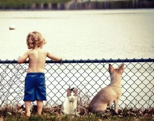 dierenmishandeling