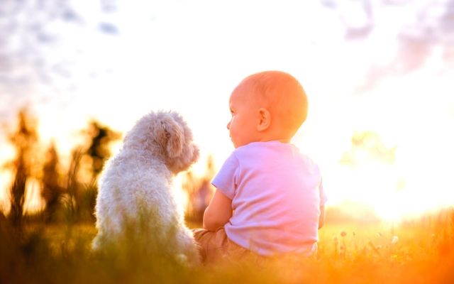 Scherm woestenij verkoudheid hond en baby een fantastische combinatie !