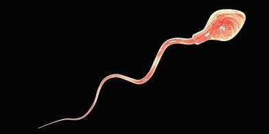 alles over sperma