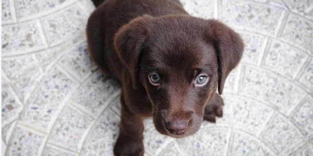 chocoladebruine labrador