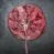 placenta eten