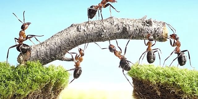 mierenbeten