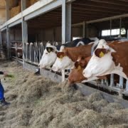 open boerderijdagen